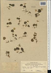 Viola epipsila subsp. repens (Turcz.) W. Becker, Siberia, Chukotka & Kamchatka (S7) (Russia)