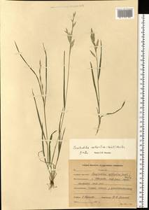 Bromus catharticus Vahl, Eastern Europe, Central forest region (E5) (Russia)