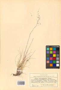 Ptilagrostis alpina (F.Schmidt) Sipliv., Siberia, Russian Far East (S6) (Russia)
