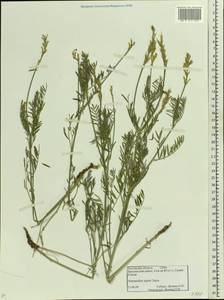 Astragalus asper Jacq., Eastern Europe, Rostov Oblast (E12a) (Russia)