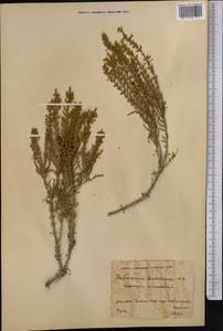 Halocnemum strobilaceum (Pall.) M. Bieb., Middle Asia, Northern & Central Kazakhstan (M10) (Kazakhstan)