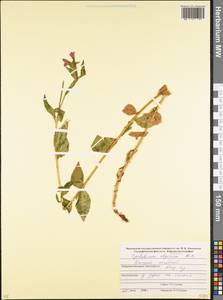 Epilobium algidum M. Bieb., Caucasus, Stavropol Krai, Karachay-Cherkessia & Kabardino-Balkaria (K1b) (Russia)