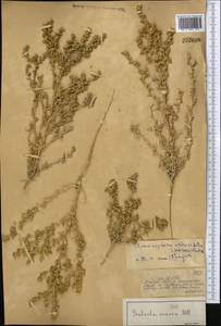 Climacoptera obtusifolia (Schrenk) Botsch., Middle Asia, Muyunkumy, Balkhash & Betpak-Dala (M9) (Kazakhstan)