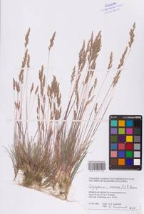 Corynephorus canescens (L.) P.Beauv., Eastern Europe, Western region (E3) (Russia)