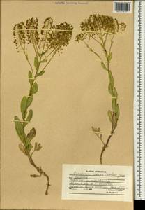 Lepidium chalepense L., South Asia, South Asia (Asia outside ex-Soviet states and Mongolia) (ASIA) (Afghanistan)
