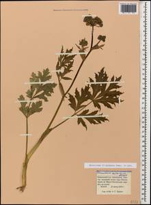 Heracleum freynianum Sommier & Levier, Caucasus, Krasnodar Krai & Adygea (K1a) (Russia)