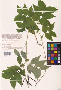 Lathyrus vernus (L.) Bernh., Eastern Europe, Lower Volga region (E9) (Russia)