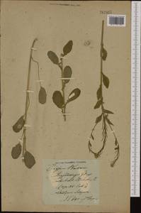 Barbarea vulgaris (L.) W.T.Aiton, Eastern Europe, Lithuania (E2a) (Lithuania)