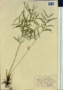 Lathyrus, Siberia, Baikal & Transbaikal region (S4) (Russia)