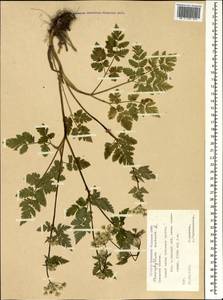 Chaerophyllum aureum L., Caucasus, North Ossetia, Ingushetia & Chechnya (K1c) (Russia)