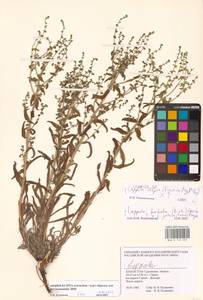 Lappula, Middle Asia, Caspian Ustyurt & Northern Aralia (M8) (Kazakhstan)