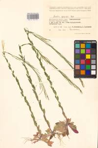 Arabis planisiliqua (Pers.) Rchb., Eastern Europe, Lower Volga region (E9) (Russia)