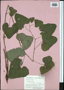 Aristolochia clematitis L., Eastern Europe, Central region (E4) (Russia)