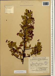Pyracantha coccinea M. Roem., Caucasus, Azerbaijan (K6) (Azerbaijan)