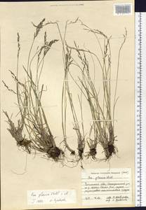 Poa glauca Vahl, Siberia, Baikal & Transbaikal region (S4) (Russia)