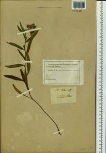 Eurybia sibirica subsp. sibirica, Siberia, Altai & Sayany Mountains (S2) (Russia)