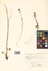 Cochlearia groenlandica L., Siberia, Chukotka & Kamchatka (S7) (Russia)