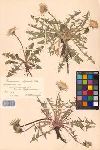 Taraxacum officinale Weber ex F. H. Wigg., Eastern Europe, Moscow region (E4a) (Russia)