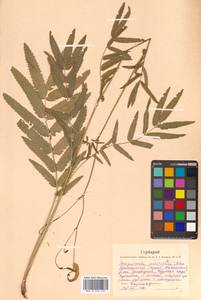 Poterium tenuifolium var. alba (Trautv. & C. A. Mey.), Siberia, Russian Far East (S6) (Russia)