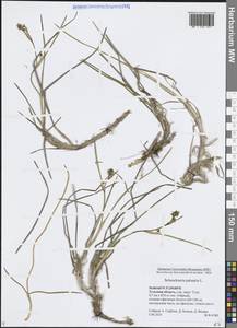 Scheuchzeria palustris L., Eastern Europe, Central region (E4) (Russia)