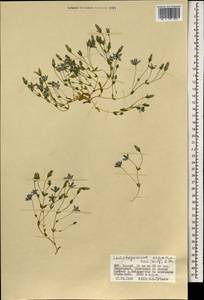 Lomatogonium carinthiacum (Wulfen) Reichenb., Mongolia (MONG) (Mongolia)