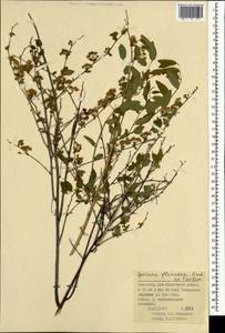 Spiraea flexuosa Fisch. ex Cambess., Mongolia (MONG) (Mongolia)