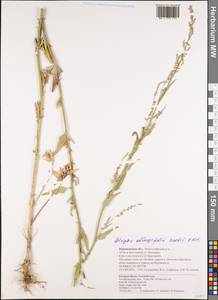 Atriplex oblongifolia Waldst. & Kit., Eastern Europe, Central forest-and-steppe region (E6) (Russia)