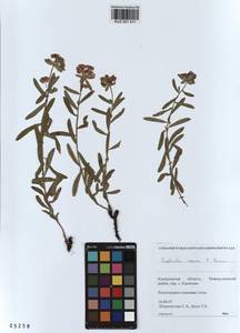 KUZ 001 511, Euphorbia esula subsp. esula, Siberia, Altai & Sayany Mountains (S2) (Russia)