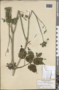 Rhizomatophora aegopodioides (Boiss.) Pimenov, South Asia, South Asia (Asia outside ex-Soviet states and Mongolia) (ASIA) (Turkey)