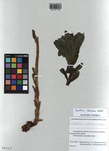 KUZ 001 549, Euphorbia pilosa L., Siberia, Altai & Sayany Mountains (S2) (Russia)