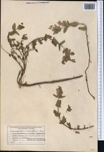 Dracocephalum diversifolium Rupr., Middle Asia, Pamir & Pamiro-Alai (M2) (Tajikistan)