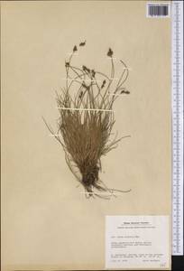 Carex glareosa Schkuhr ex Wahlenb., America (AMER) (Greenland)