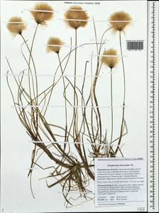 Eriophorum chamissonis C.A.Mey., Eastern Europe, Northern region (E1) (Russia)