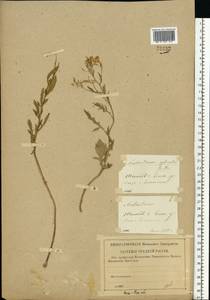 Rorippa sylvestris (L.) Besser, Eastern Europe, Central region (E4) (Russia)