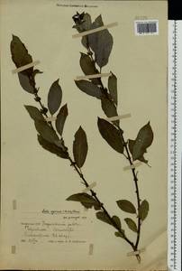 Salix myrsinifolia Salisb., Eastern Europe, Belarus (E3a) (Belarus)