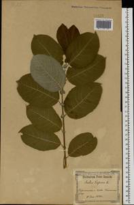 Salix caprea L., Eastern Europe, North Ukrainian region (E11) (Ukraine)