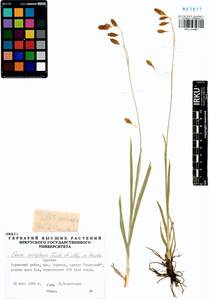 Carex coriophora Fisch. & C.A.Mey. ex Kunth, Siberia, Baikal & Transbaikal region (S4) (Russia)