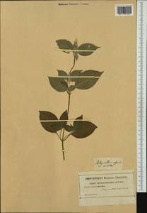 Achyranthes aspera L., Western Europe (EUR) (Not classified)