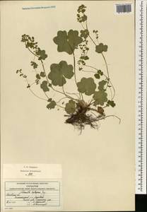 Alchemilla heptagona Juz., Eastern Europe, Moscow region (E4a) (Russia)