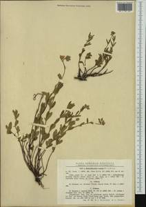 Helianthemum nummularium subsp. obscurum (Celak.) J. Holub, Western Europe (EUR) (Romania)