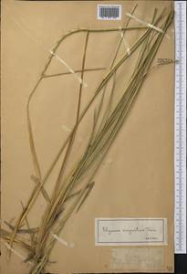 Leymus angustus (Trin.) Pilg., Middle Asia, Dzungarian Alatau & Tarbagatai (M5) (Kazakhstan)