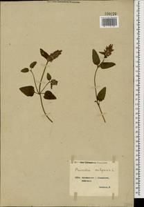 Prunella vulgaris L., Caucasus, Georgia (K4) (Georgia)