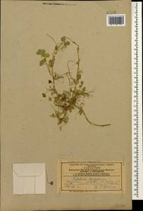 Trifolium fragiferum L., Caucasus, Azerbaijan (K6) (Azerbaijan)