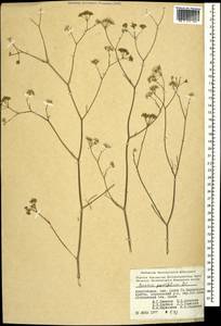Bunium paucifolium DC., Caucasus, Azerbaijan (K6) (Azerbaijan)