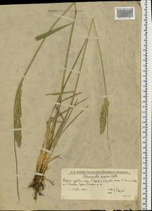 Calamagrostis epigejos (L.) Roth, Eastern Europe, Lower Volga region (E9) (Russia)