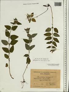 Clinopodium caucasicum Melnikov, Eastern Europe, Moldova (E13a) (Moldova)