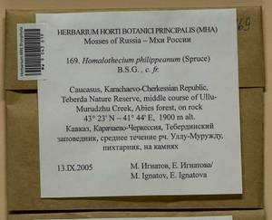 Homalothecium philippeanum (Spruce) Schimp., Bryophytes, Bryophytes - North Caucasus & Ciscaucasia (B12) (Russia)