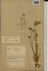 Luzula pallescens Sw., Eastern Europe, Northern region (E1) (Russia)