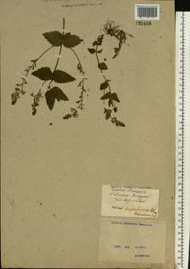 Veronica chamaedrys L., Eastern Europe, North Ukrainian region (E11) (Ukraine)