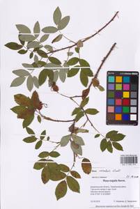 Rosa acicularis Lindl., Eastern Europe, Northern region (E1) (Russia)